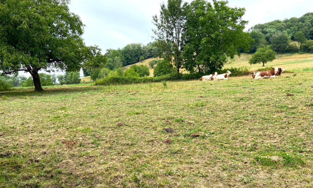 Vente terrain à batir à Vaulx - réf. 4912 VL2 - Photo 2